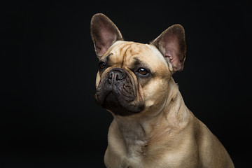 Image showing Beautiful french bulldog dog