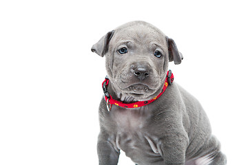 Image showing Thai ridgeback puppy isolated on white