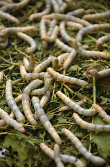 Image showing Silkworms in silk farm, Siem Reap 