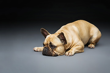 Image showing Beautiful french bulldog dog