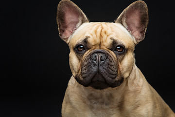 Image showing Beautiful french bulldog dog