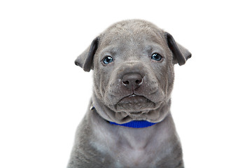 Image showing Thai ridgeback puppy isolated on white