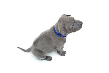 Image showing Thai ridgeback puppy isolated on white