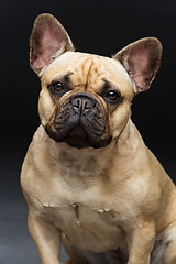 Image showing Beautiful french bulldog dog