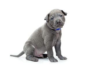 Image showing Thai ridgeback puppy isolated on white