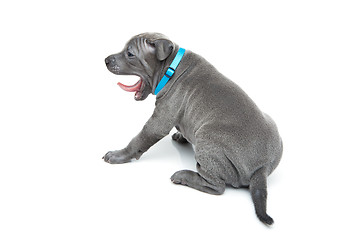 Image showing Thai ridgeback puppy yawning