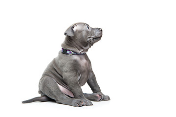 Image showing Thai ridgeback puppy isolated on white