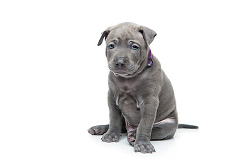 Image showing Thai ridgeback puppy isolated on white