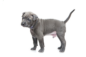 Image showing Thai ridgeback puppy isolated on white