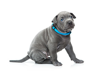 Image showing Thai ridgeback puppy isolated on white