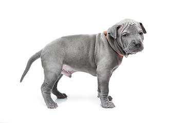 Image showing Thai ridgeback puppy isolated on white