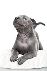 Image showing Thai ridgeback puppy isolated on white