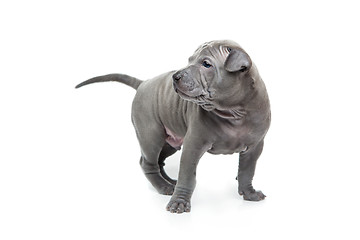 Image showing Thai ridgeback puppy isolated on white