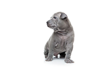 Image showing Thai ridgeback puppy isolated on white