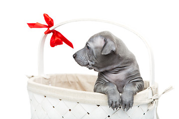 Image showing Thai ridgeback puppy in basket isolated on white