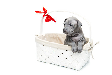 Image showing Thai ridgeback puppy in basket isolated on white