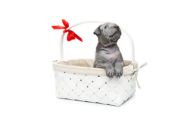 Image showing Thai ridgeback puppy in basket isolated on white