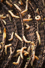 Image showing Silkworms in silk farm, Siem Reap