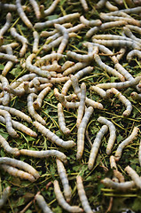 Image showing Silkworms in silk farm, Siem Reap