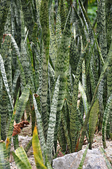 Image showing Leaves surface texture of snake plant