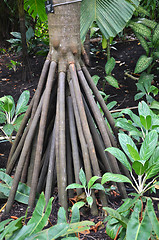 Image showing Seychelles stilt palm