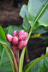 Image showing Musa Velutina banana tree