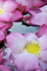 Image showing Blossom lotus flowers in water pond