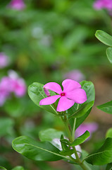 Image showing Beautiful pink vinca flowers