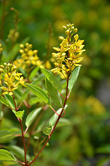 Image showing Thryallis are blooming with little golden flower