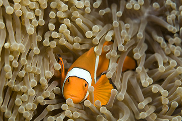 Image showing Clown Fish