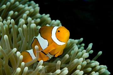 Image showing Clown Fish