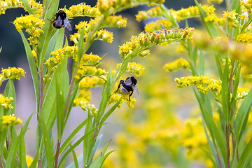 Image showing Humblebee on yellow flower