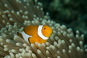 Image showing Clown Fish