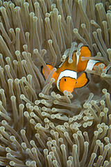 Image showing Clown Fish