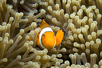 Image showing Clown Fish