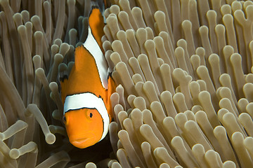 Image showing Clown Fish