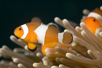 Image showing Clown Fish