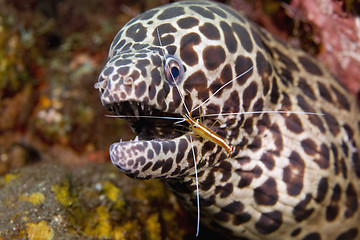 Image showing Cleaner Shrimp with Moray Eel