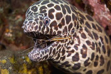 Image showing Cleaner Shrimp with Moray Eel