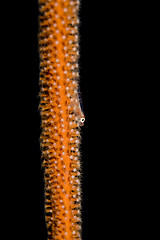 Image showing Goby on sea Whip