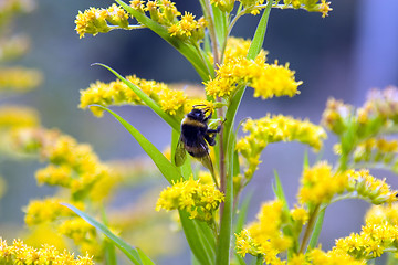 Image showing Humblebee on yellow flower