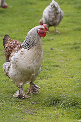 Image showing Rooster