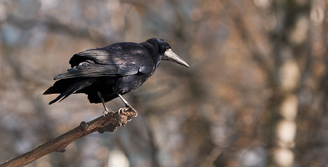 Image showing Crow