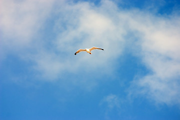 Image showing Flying seagull