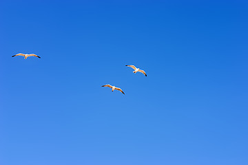 Image showing Flying seagulls