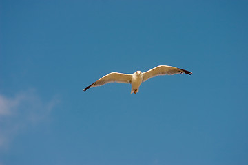Image showing Flying seagull