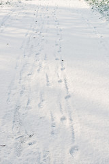 Image showing foot prints