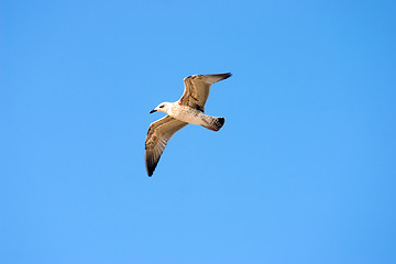 Image showing Flying seagull