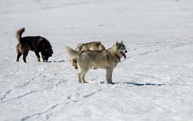 Image showing Siberian Husky in snow