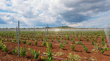 Image showing Large field of grapes